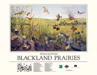blackland prairie poster