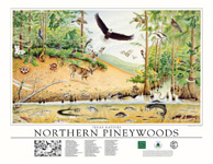 northern pineywoods poster