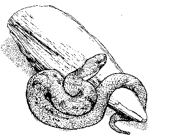 drawing of a cottonmouth snake