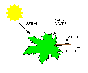 Diagram of Photosynthesis