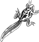 Frog - Metamorphosis Stage 2
