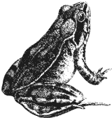 frog metamorphosis- adult stage